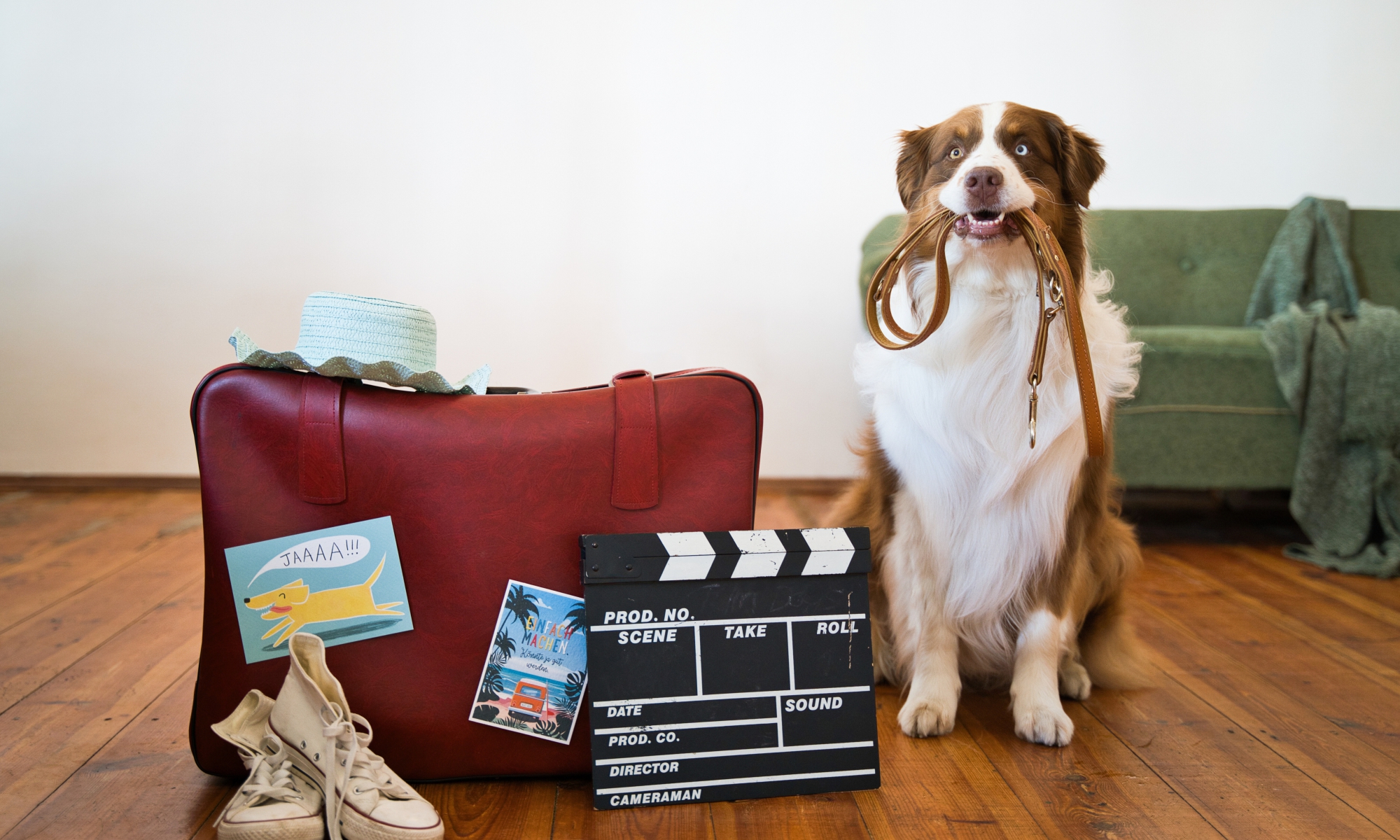 Film Dog Academy von Nadin Reimann