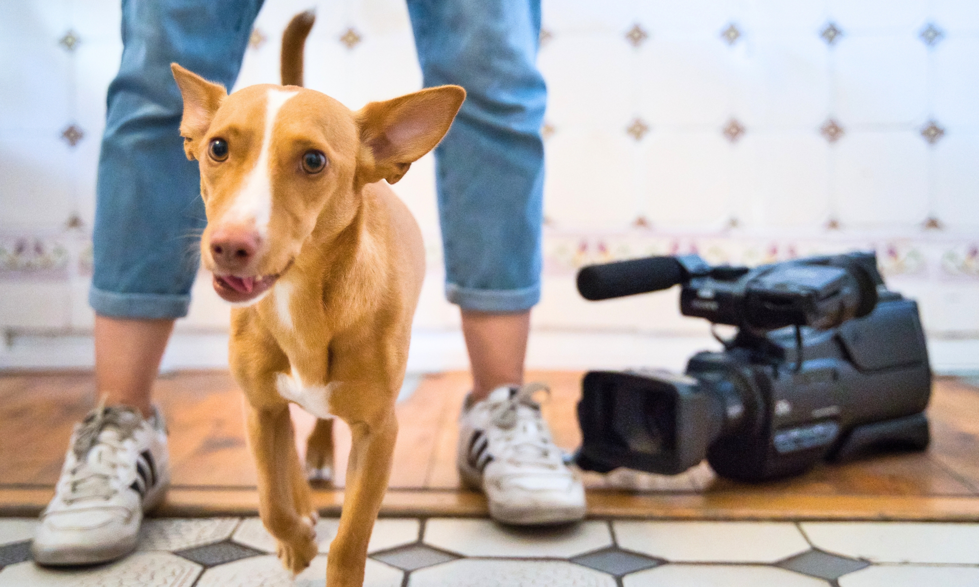 Sedcard-Shooting der Film Dog Academy