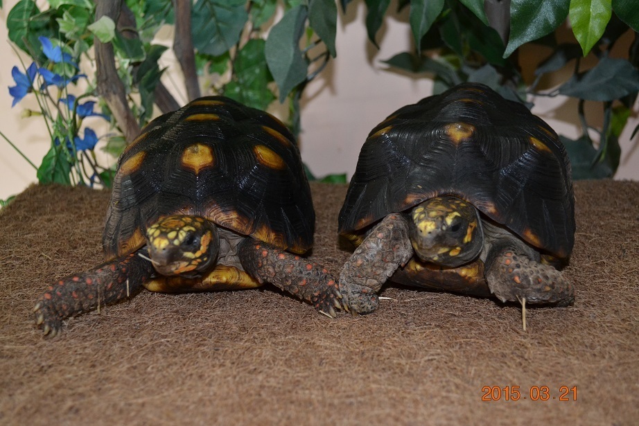 Köhlerschildkröten