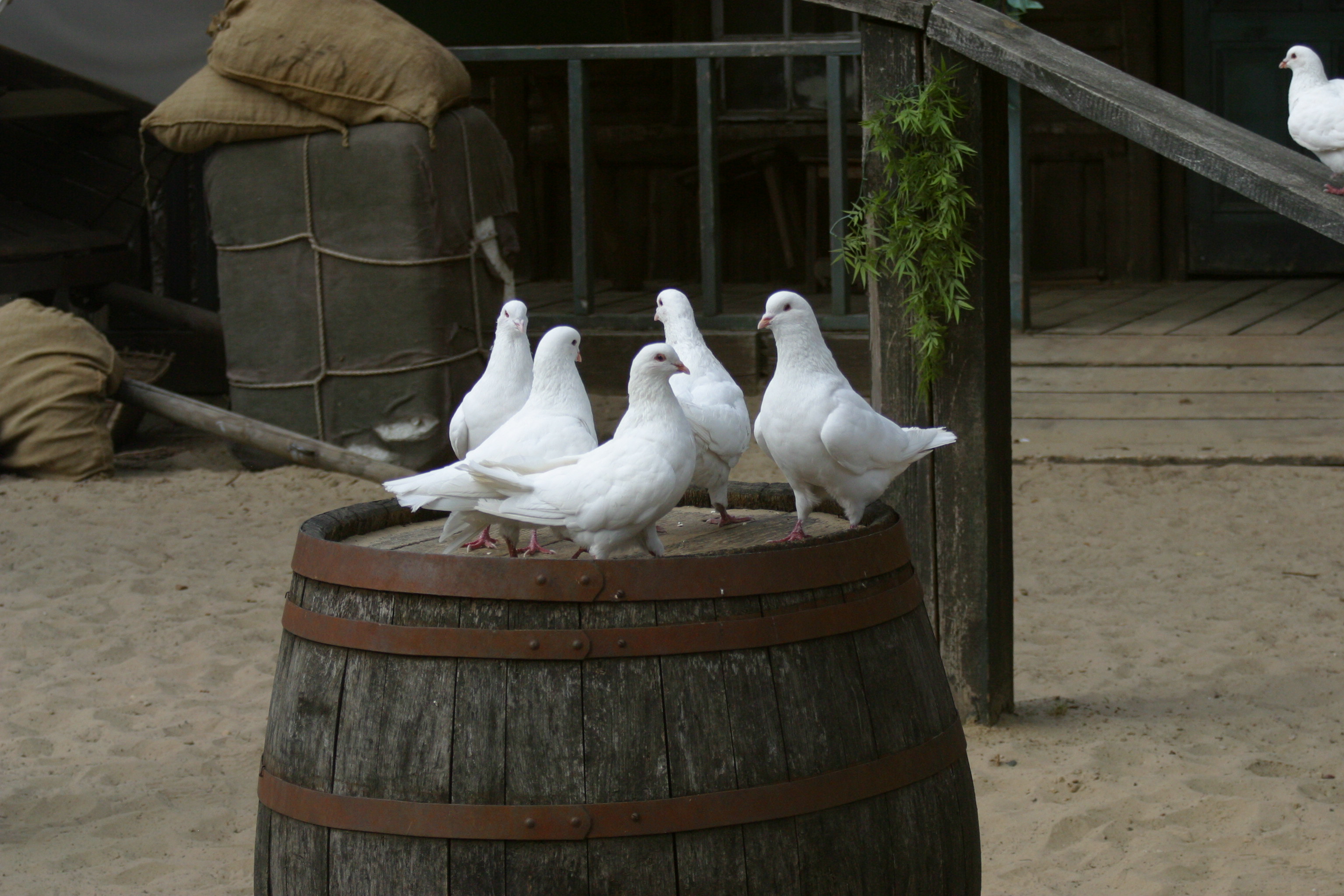 Tauben (weiß)