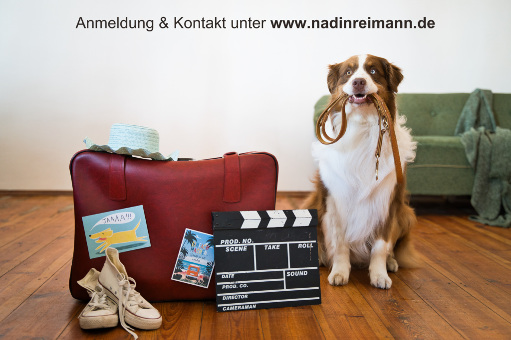 Filmhund Sammy aus der Film Dog Academy